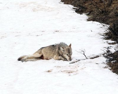 Wolf Laying in the Snow.jpg