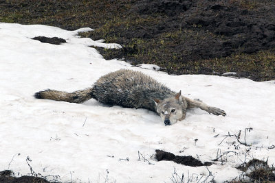 Mama Wolf in the Snow.jpg