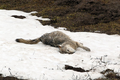 Mother Wolf in the Snow.jpg