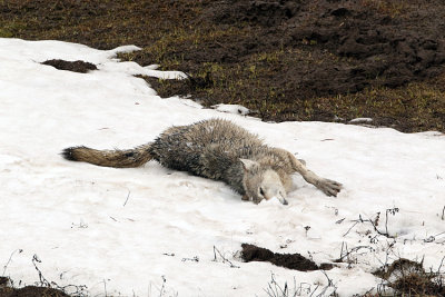 White Wolf in the Snow.jpg