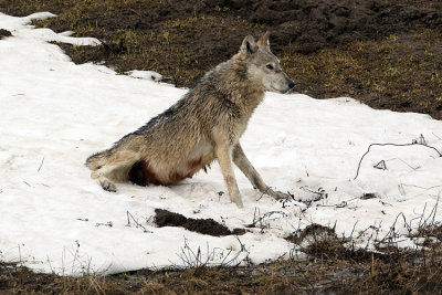 Wolf Sitting in the Sniow.jpg