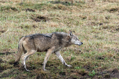 Grey Wolf in the Grass.jpg