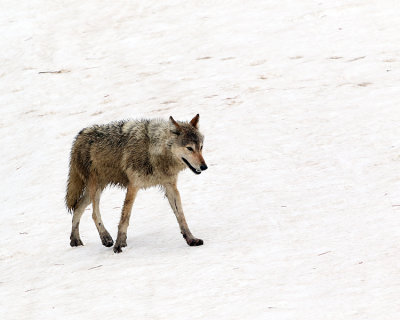 Grey Wolf Walking on the Snow.jpg
