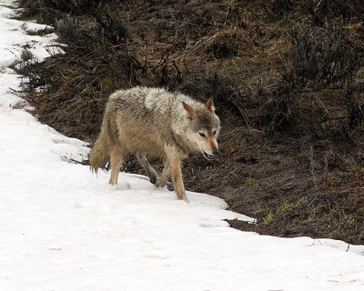 Grey Wolf Loping.jpg