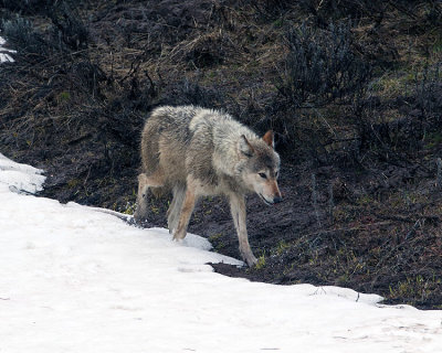 Grey Wolf at the Edge of the Snow.jpg