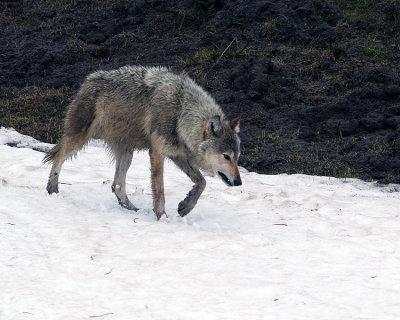 Grey Wolf Stepping Through the Snow.jpg