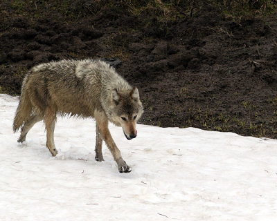 Wolf in the Snow.jpg