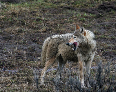Grey Wolf in the Hayden Licking Her Chops.jpg