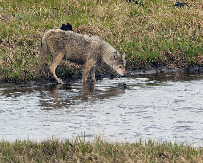 Grey Wolf at the Water.jpg