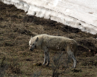 White Alpha Female of the Wapiti Lake Pack.jpg