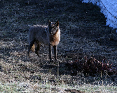 Black Wolf on the Kill at Elk Antler Creek.jpg