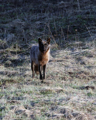 Wolf in the Grass.jpg