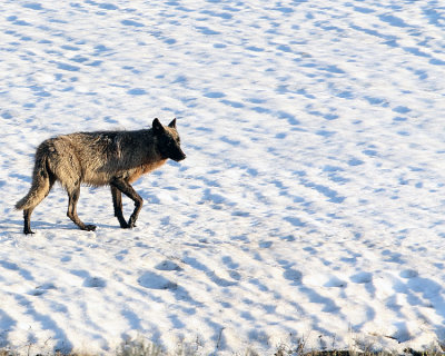 Black Wolf on the Snow in the Evening.jpg