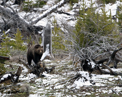 Grizzly Sow on the Hill at Mary Bay.jpg