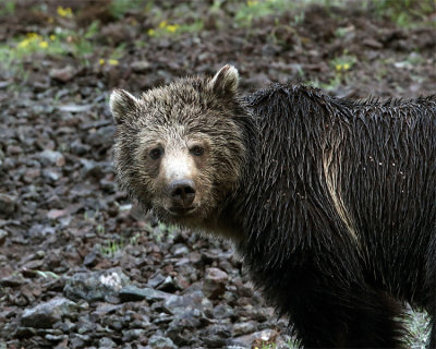 Grizzly Looking Back.jpg