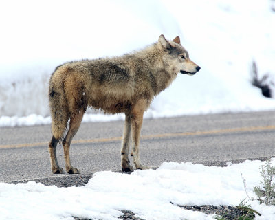 Wapiti Lake Pack Wolf on the Road.jpg