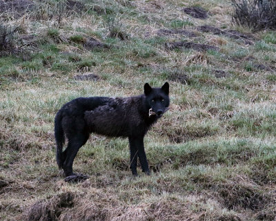 Black Wolf in the Hayden.jpg