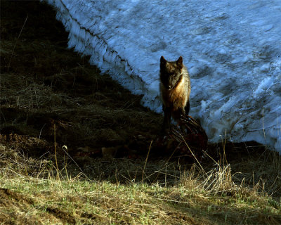 Black Wolf on the Kill.jpg