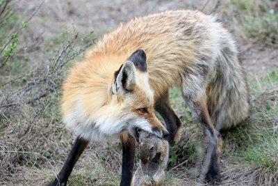 Fox with Ground Squirrel.jpg