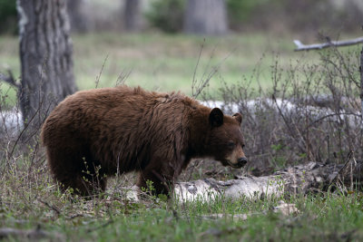Cinnamon Black Bear on the Moose Wilson.jpg
