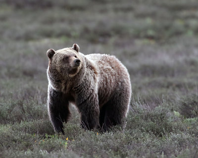 Grizzly in a field.jpg