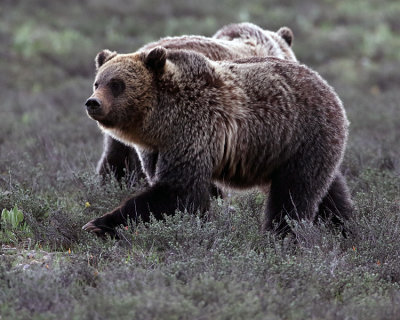 Grizzly on the Prowl.jpg