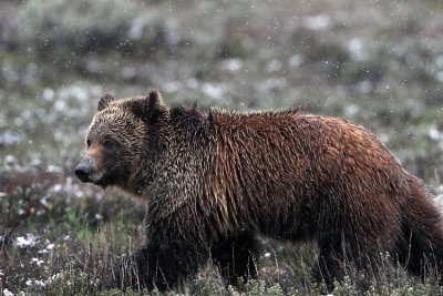 Young Grizzly in a Snowstorm.jpg
