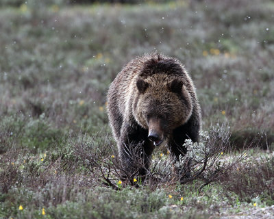 Grizzly in the Sage.jpg