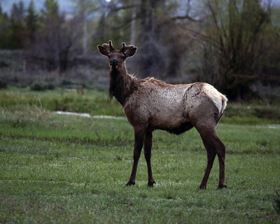 Elk on the Moose Wilson.jpg