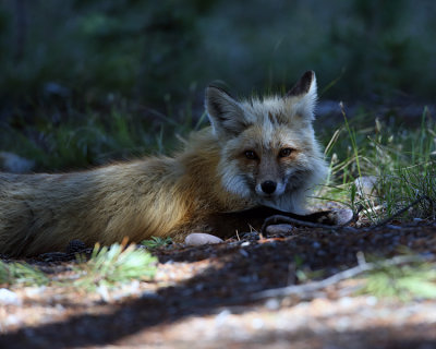 Fox at Colter Bay.jpg