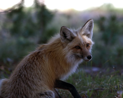 Fox in the Shadow.jpg