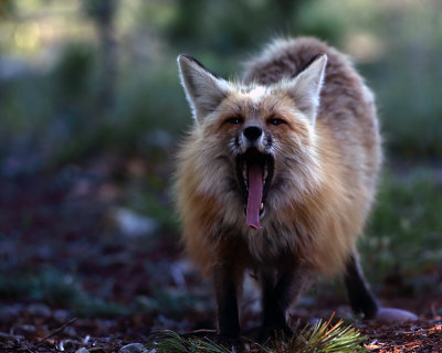 Fox Yawn.jpg