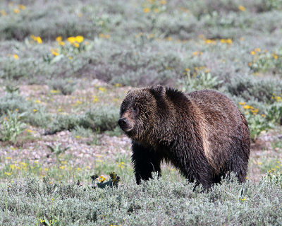 Grizzly with Porcupine Quills.jpg