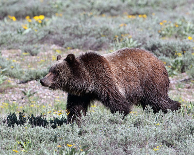 Grizzly in the Field.jpg