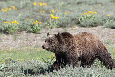 Young Grizzly in Grand Teton.jpg