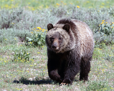 Grizzly in a Field of Flowers.jpg