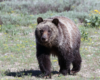 Grizzly Grazing in a Field of Flowers.jpg