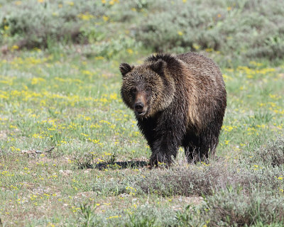 Grizzly in the Wildflowers.jpg