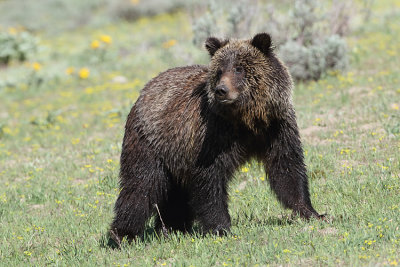 Young Grizzly with Porcupine Quills.jpg