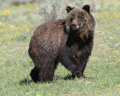 Grizzly in the flowers.jpg
