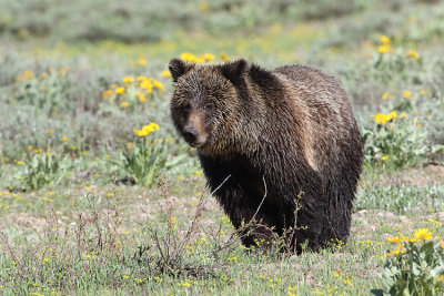 Grizzly Bear in a field.jpg