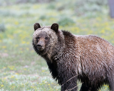 Grizzly Bear Watching.jpg