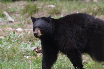 Black Bear at Colter Bay.jpg