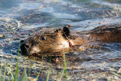 Beaver Gathering Dinner.jpg