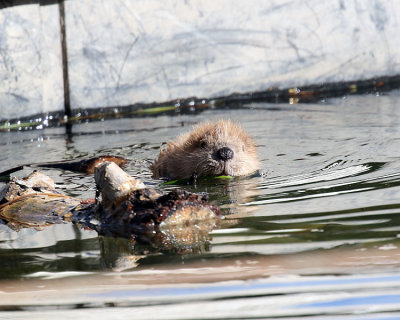 Baby Beaver Swimming.jpg