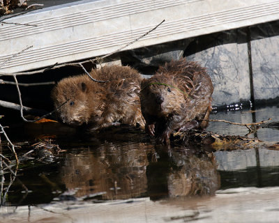 Beaver Babies.jpg