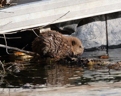 Little Beaver.jpg