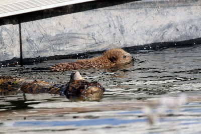 Baby Beaver in the Water.jpg