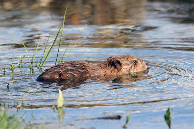 Baby Beaver in Colter Bay.jpg