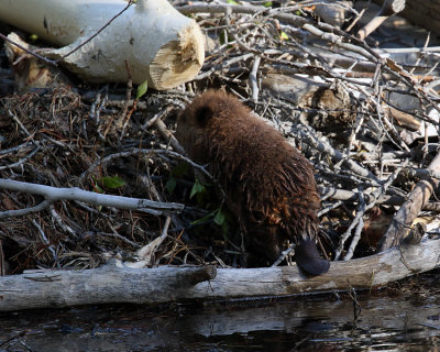 Baby Beaver Tail.jpg